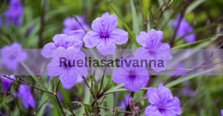 Rueliasativanna – Crucial Information for 2024 You Must Be Aware Of!